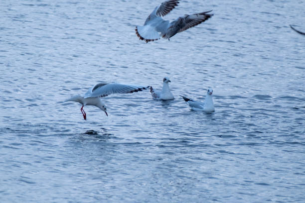 shooting a seagull on the beach in close-up, slow motion