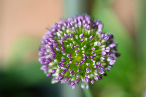 Abstract macro close-up with strong blur of an Allium flower. Copy space