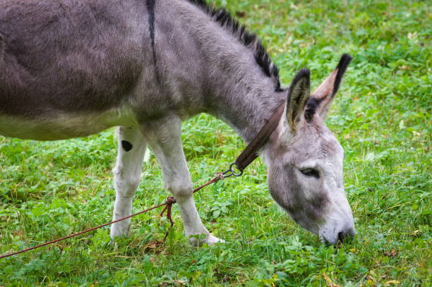 istock Donkey graze on the green meadow. 2181571891
