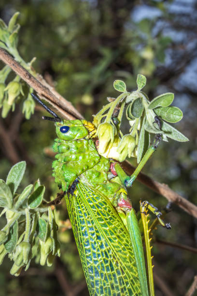 istock Green Milkweed Locust sitting (Phymateus viridipes), Cape Town 2181572021