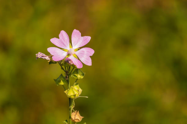 Beautiful blooming flowers in the meadow