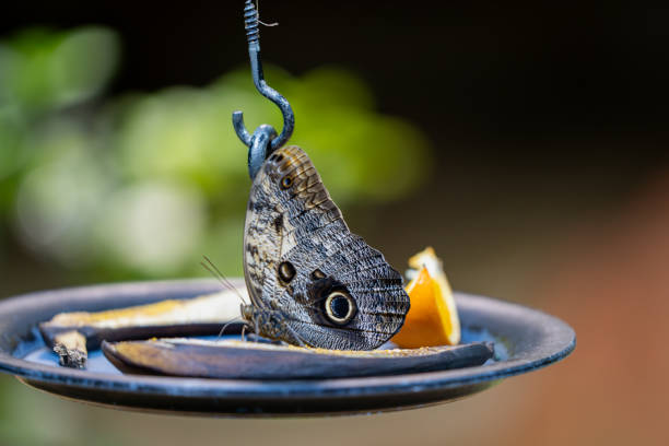 Owl butterfly (Caligo memnon) feeding on ripe banana in butterfly garden.