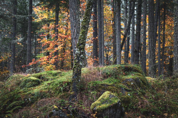Autumn colors at Francis King Regional Park on southern Vancouver Island.