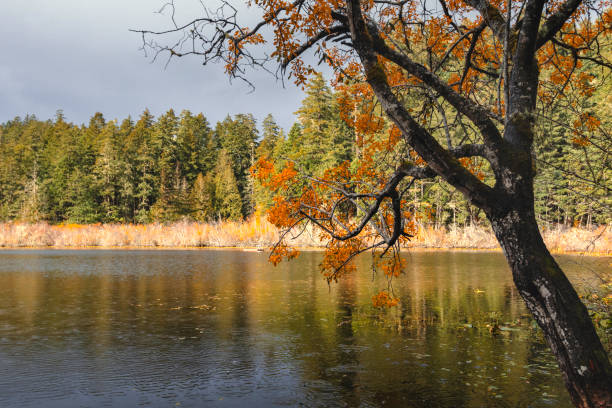 Tranquil scene at Prior Lake, located on southern Vancouver Island on an Autumn day.