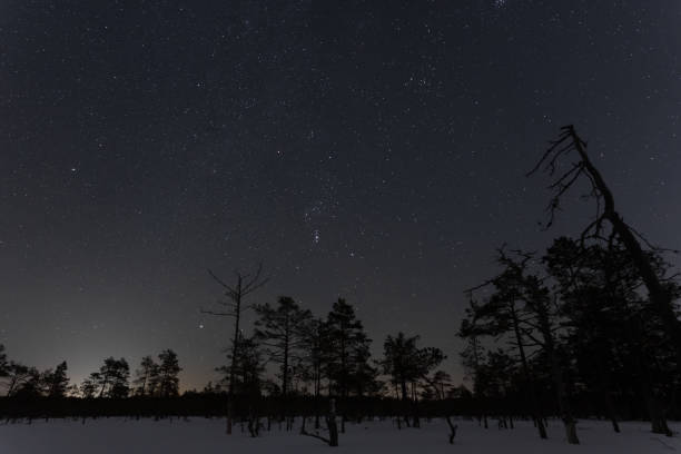 Winter forest with low trees, night scene with starry sky. Nature of Estonia.
