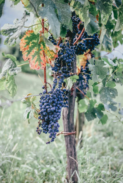 Growing of autumn harvest