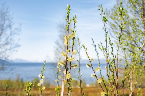 Salix caprea, known as goat willow or great sallow catkins