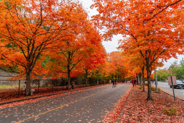 istock Brillaint Park Leaves 6 2181573825