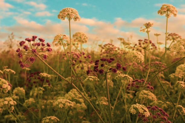 No matter where I am, I try to find originality in everything I see, and I interpret and put small things or banal landscapes in value, depending on the angle of shooting, the colors used, the atmosphere (the mood of the photo)                Name of the plant : Hemlock water dropwort.