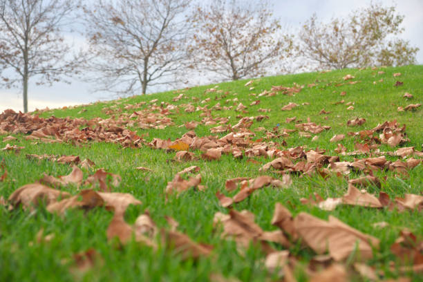 Fallen tree leaves in autumn in the park close-up in different colors
