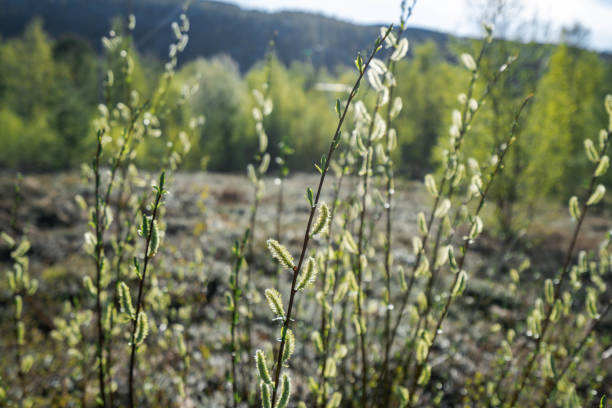 Salix caprea, known as goat willow or great sallow catkins