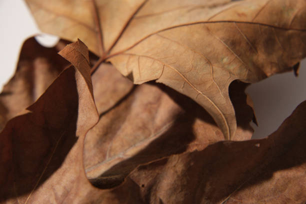 Fallen tree leaves in autumn in the park close-up in different colors
