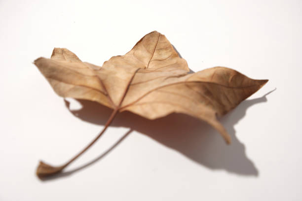 Fallen tree leaves in autumn in the park close-up in different colors