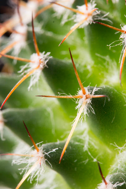 istock Mammillaria cactus close-up 2181574898