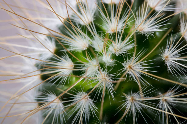 Mammillaria cactus close-up