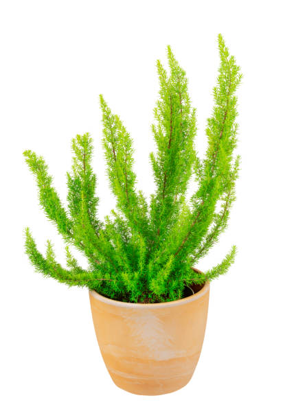 istock Isolated potted green tree heather plant 2181575316