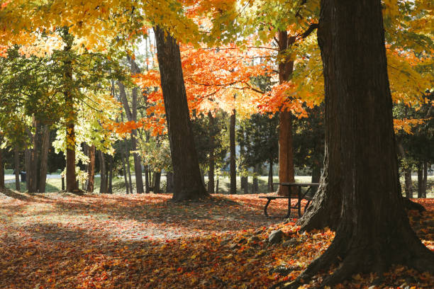 istock Picnic Table Amongst Maple Trees in Autumn 2181576680