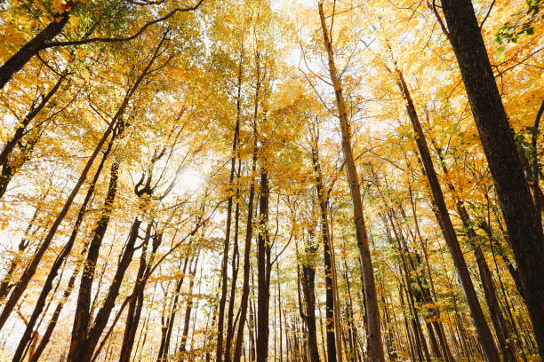 istock Sun Shining Through Maple Trees in Autumn 2181577170