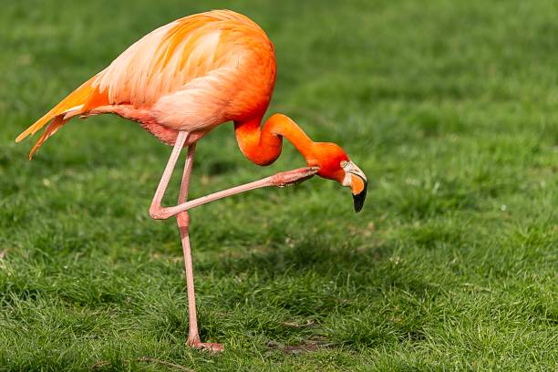 istock Flamingo bird with orange feathers and long legs, walking freely on green grass. 2181577599