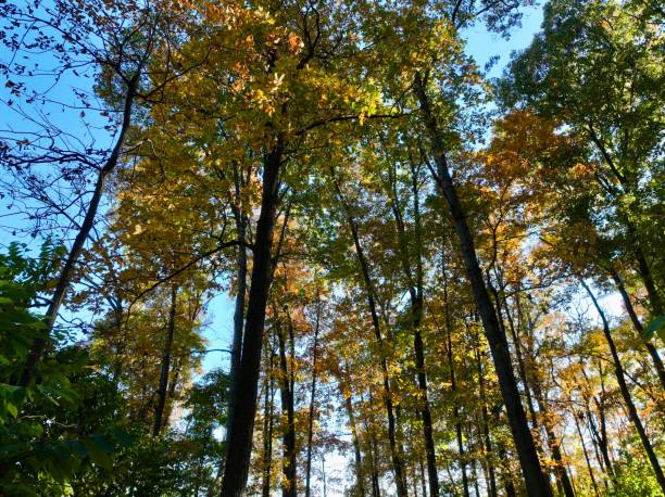istock Fall Foliage in Northern Virginia 2181578800