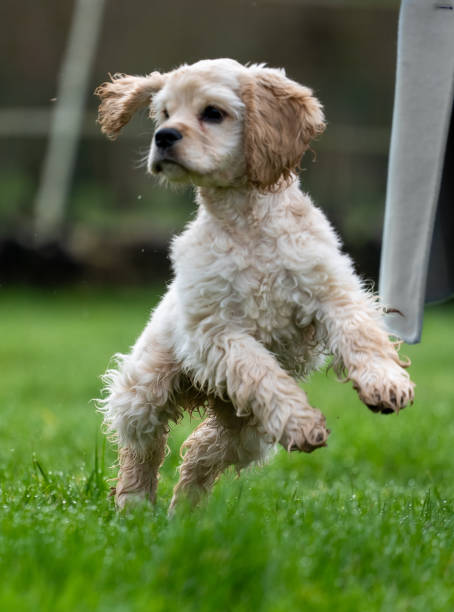 istock Gold American Cocker Spaniel puppy 2181579226