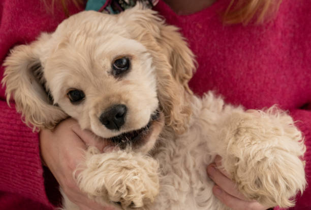 istock Gold American Cocker Spaniel puppy 2181579270