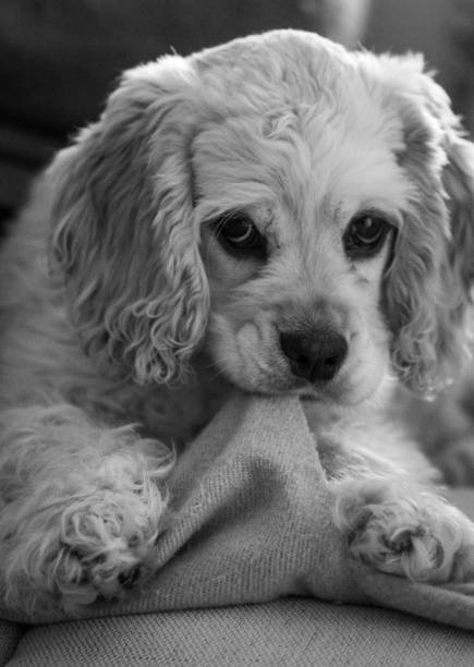 Gold American Cocker Spaniel puppy bitting a blanket