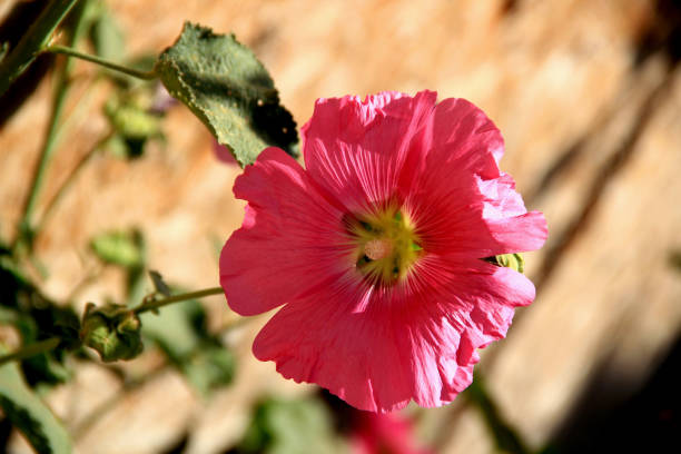 istock Hibiscus flower close-up on a blurred background 2181579350