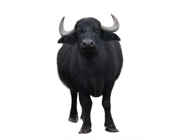 istock Carpathian buffalo isolated on a white 2181579668
