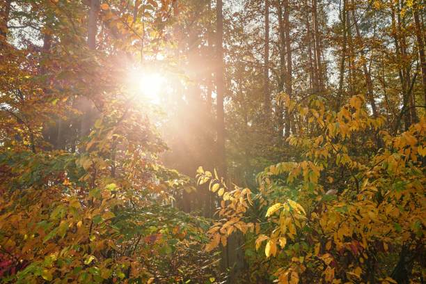 Autumn forest illuminated by the sun