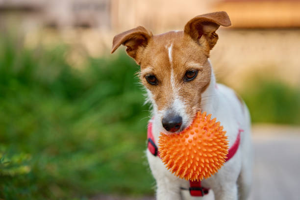 istock Jack Russell Terrier Playing with Orange Spiky Ball 2181580545