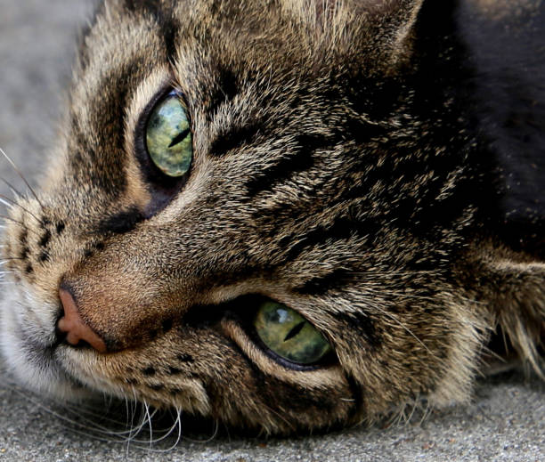 Der Blick