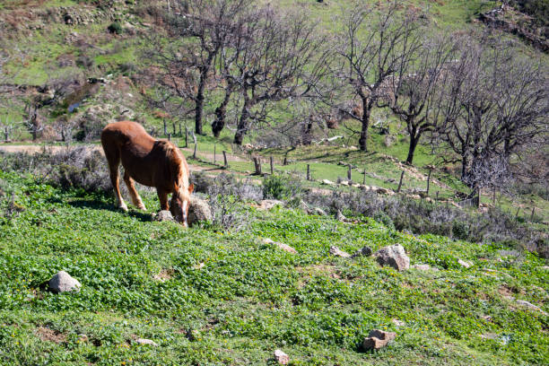 Horse grazing peacefully in a vast green field. The horses, with their manes gently waving in the wind, enjoy the fresh grass under a blue sky. This setting is a symbol of freedom and peace, where animals move freely, interacting with each other and enjoying nature.