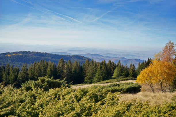High angle view of forests on Vitosha and Lyulin mountains , Bulgaria.