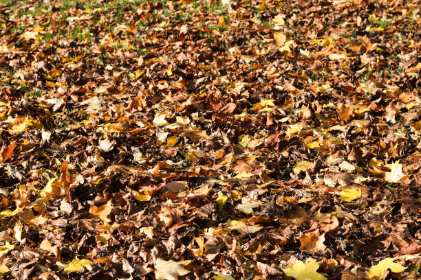 istock Brown and Yellow Autumn Leaves on Ground 2181588713