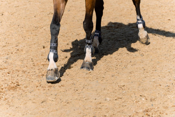 istock Competition horse legs walking on the arena 2181588855