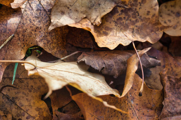 istock Overlapping Brown and Beige Autumn Leaves 2181588918
