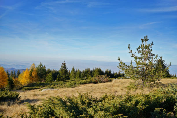 Wide view of forests on Vitosha mountain , Bulgaria.