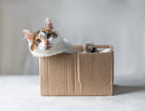 istock funny cat peeking out of small packaging box on white background 2181589758