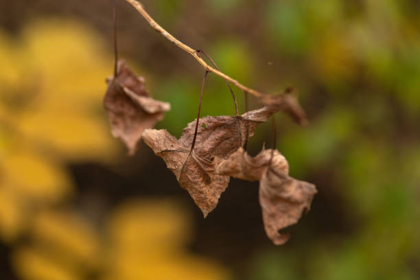 Colors of Changing Seasons