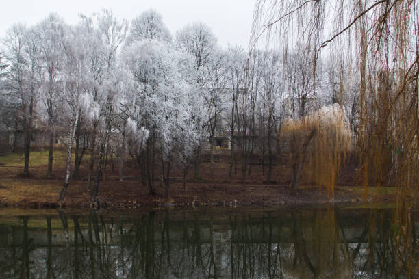 Reflection of frosty trees over a quiet body of water