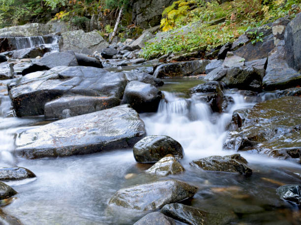 A beautiful small river flowing throuht the summer forest. Natural scenery of woodlands in Latvia, Northern Europe.