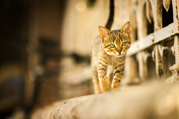 Tabby stray cat is walking on the street.Istanbul - Turkey.