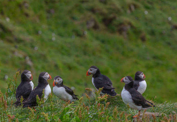 istock Puffins Gathering on Grass, Faroe Islands 2181593161