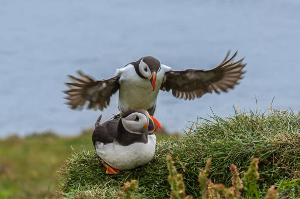 istock Puffins Mating, Faroe Islands 2181593165