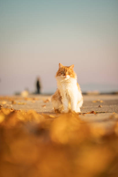 Ginger stray cat is looking at camera on the street.