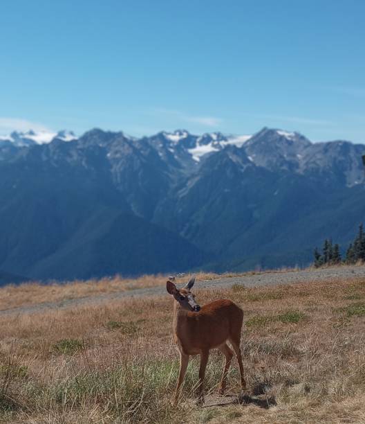 istock Deer & Mountains Autumn Fall Wildlife 2181598906
