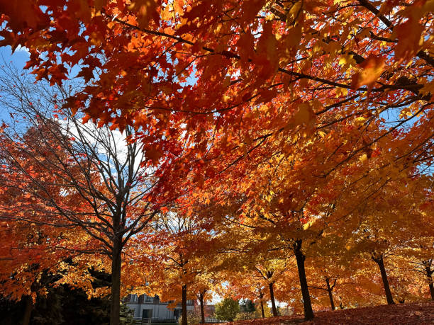 Vibrant Maple Tree in Autumn - Colorful vivid autumn hues looking up branches of tree with fall foliage.