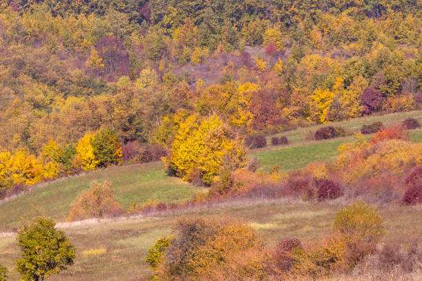 Hillside covered with colorful trees in autumn