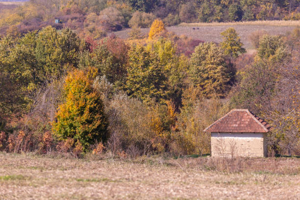 Small shack on the hill surrounded with trees